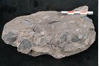 Foto (Detailansicht) von Araucaria haastii Ettingshausen (NHMW-GEO-2024-0188-10110)